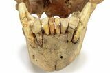 Fossil Cave Bear (Ursus Spelaeus) Skull - Romania #227515-10